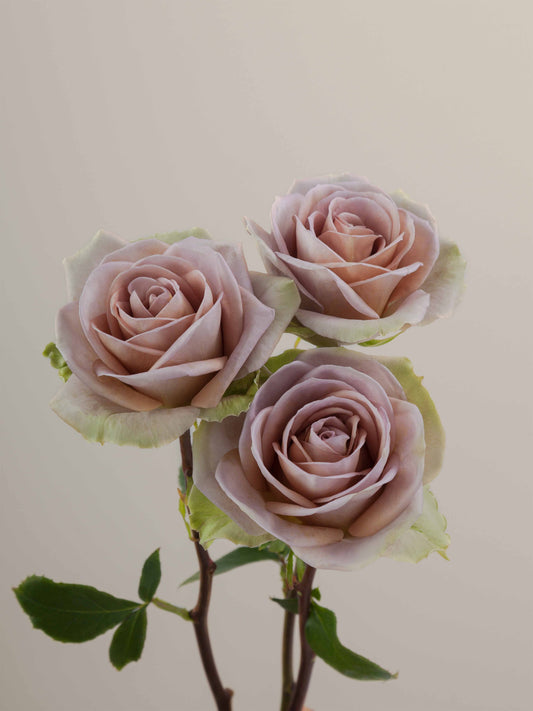Amnesia_Trio_webView_2025-07-02-212629_quum.jpg