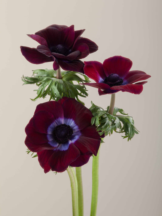 Anemones_Mistral_Burgundy_Trio_View.jpg