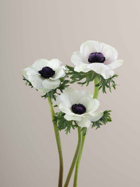 Anemones_Mistral_Panda_Trio_View.jpg