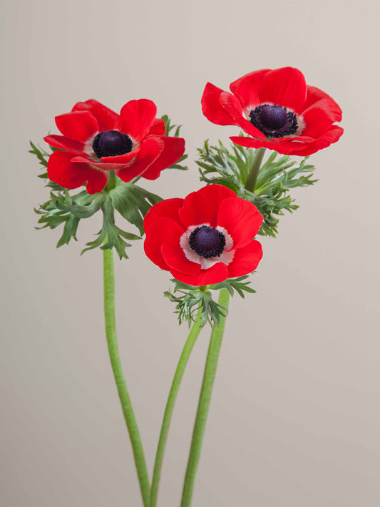Anemones_Mistral_Rosso_Trio_WEBView.jpg