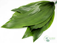 Aspidistra Green - 10 Pack