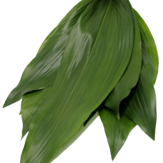 Aspidistra Green - 10 Pack