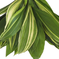 Aspidistra Variegated - 10 Pack