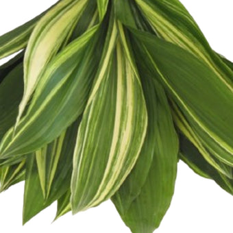 compare product Aspidistra Variegated - 10 Pack