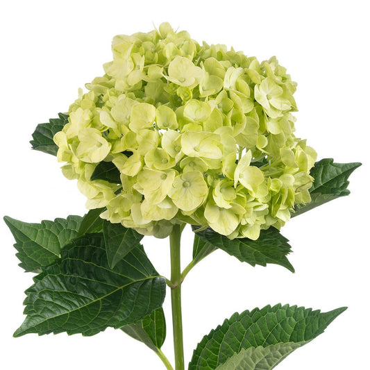 BABY-GREEN-1-oqtw9qxu6mh4zld7lk2qjybh0h0th0w9pi9rwqla8g.jpg