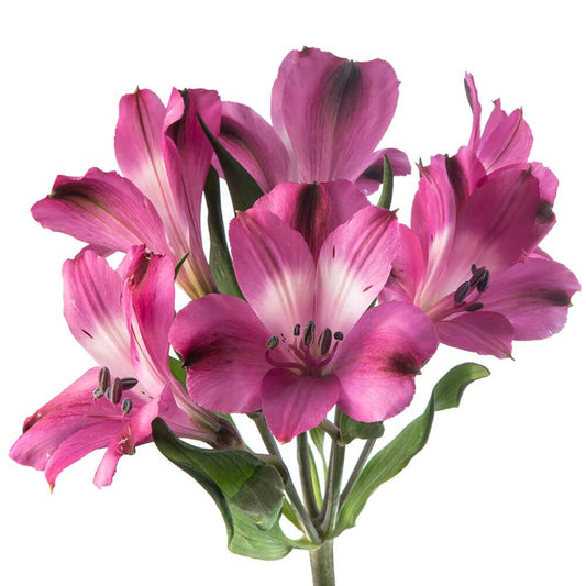 BRIGHT-ORCHID-1-oqtw9qxu6mh4zld7lk2qjybh0h0th0w9pi9rwqla8g.jpg