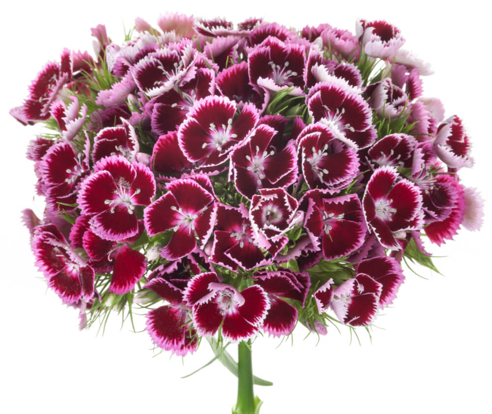 Barberatus-Burgundy-1.jpg