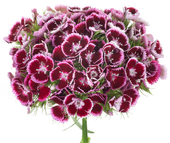 compare product Dianthus Ball Burgundy Barberatus Burgundy