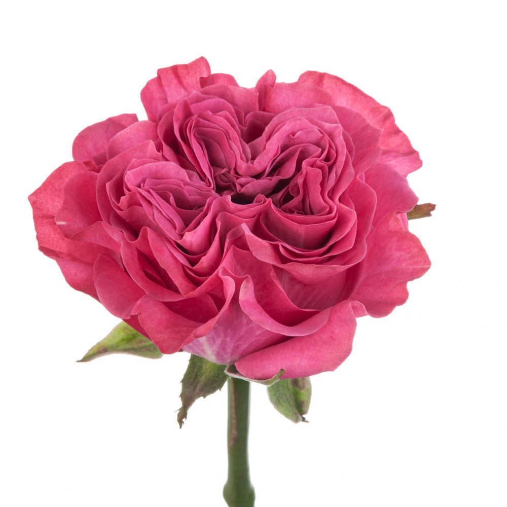 Ah Roses Ah!Maze Roses 60cm Lavender Country Blues – DirectBloom