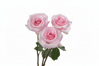 compare product Roses Light Pink Christa 50cm