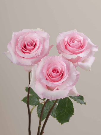compare product Roses Light Pink Christa 80cm
