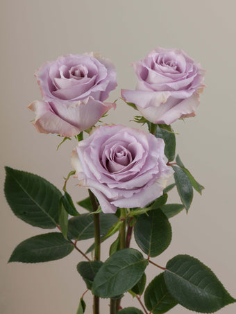 compare product Roses Lavender Cooldown 70cm