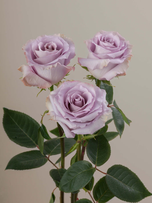 Cooldown_Rose_Trio_View_Rosaprima.jpg