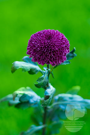 compare product Disbud Purple Aragon XXX