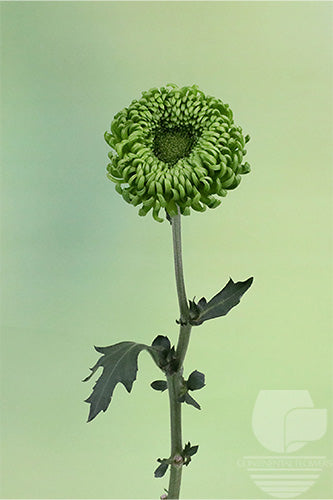 compare product Disbud Green Bombellini XXX