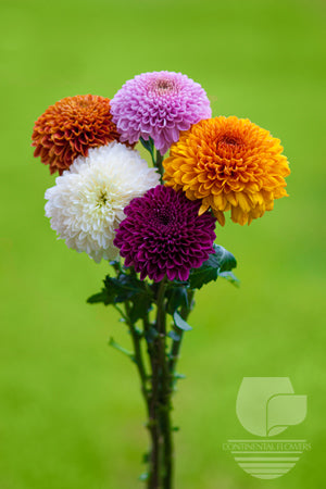 compare product Disbud Assorted - XXX