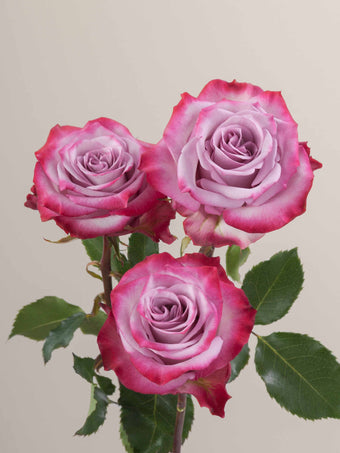 compare product Roses Lavender Bi-Color Deep Purple 80cm