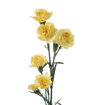 compare product Mini Carnation Yellow