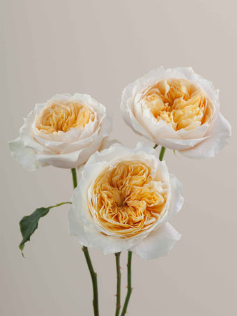 compare product Roses Peach Effie 40cm
