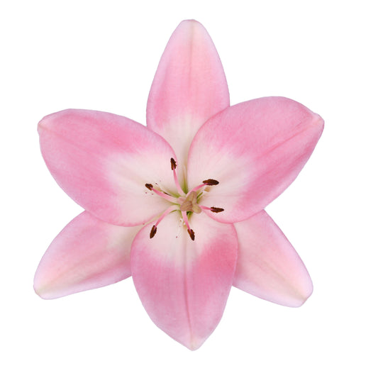 Esmeralda_Lilium-LA-Hybrid_Albuferia_pink.jpg