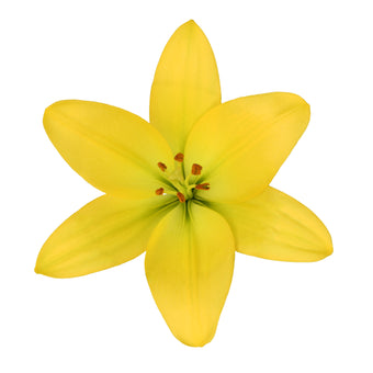 compare product Lily La Hy Yellow 3/5 Blm 60 S/Q