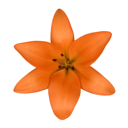 Esmeralda_Llilium-LA-Hybrid_Farinella_Orange.jpg