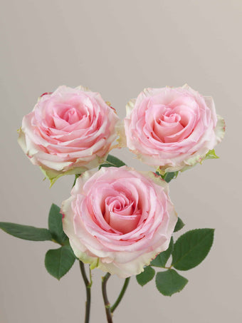 compare product Roses Light Pink Esperance 80cm