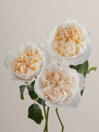 compare product Roses Cream Eugenie 80cm
