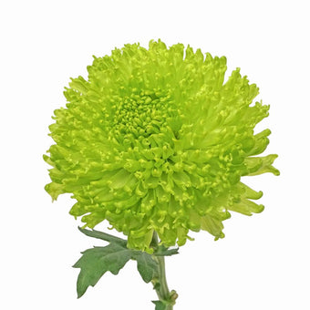 compare product Cremon Green Fuzzball