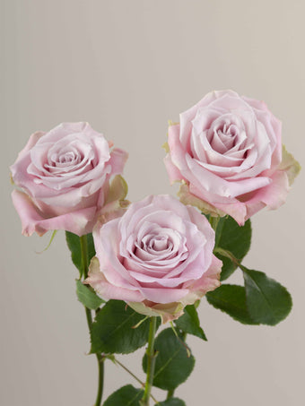 compare product Roses Light Pink Faith 60cm