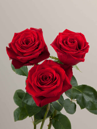 compare product Roses Red Freedom 70cm