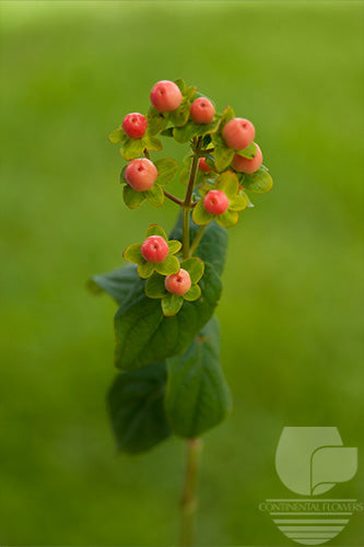 Hypericum Pink Magical 70cm