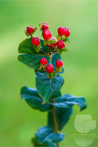 Hypericum Red Magical Triumph 70cm