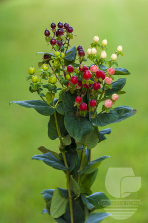 compare product Hypericum Assorted - 70cm