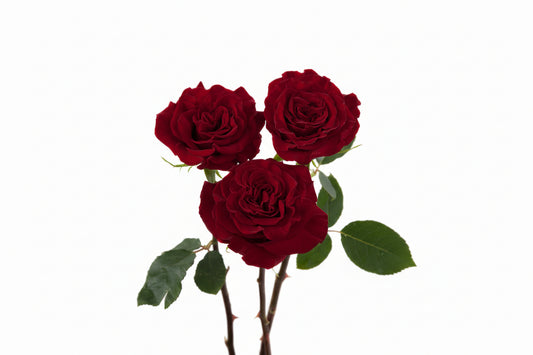 Hearts_Trio_View.jpg