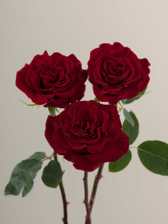 compare product Roses Red Hearts 40cm