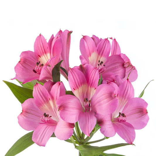 INTENZ-PINK-oqtw9qxu6mh4zld7lk2qjybh0h0th0w9pi9rwqla8g.jpg