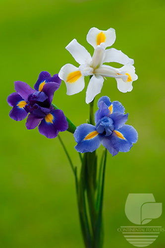 compare product Iris Assorted - 60cm
