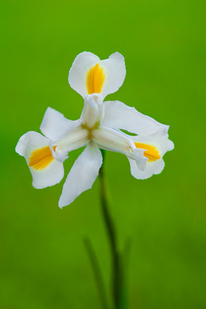 compare product Iris White - 60cm