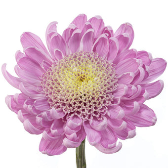 compare product Cremon Lavender Iza