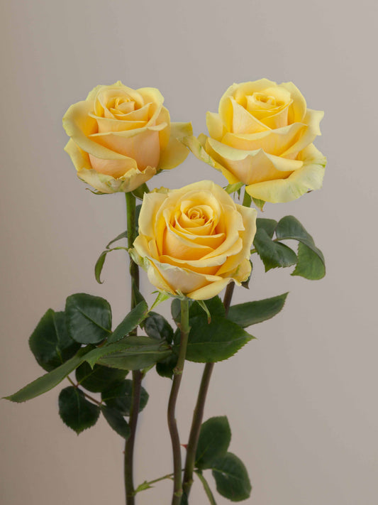 Idole_Rose_Trio_View_Rosaprima.jpg