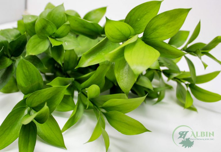 Israeli Ruscus - 30 Pack