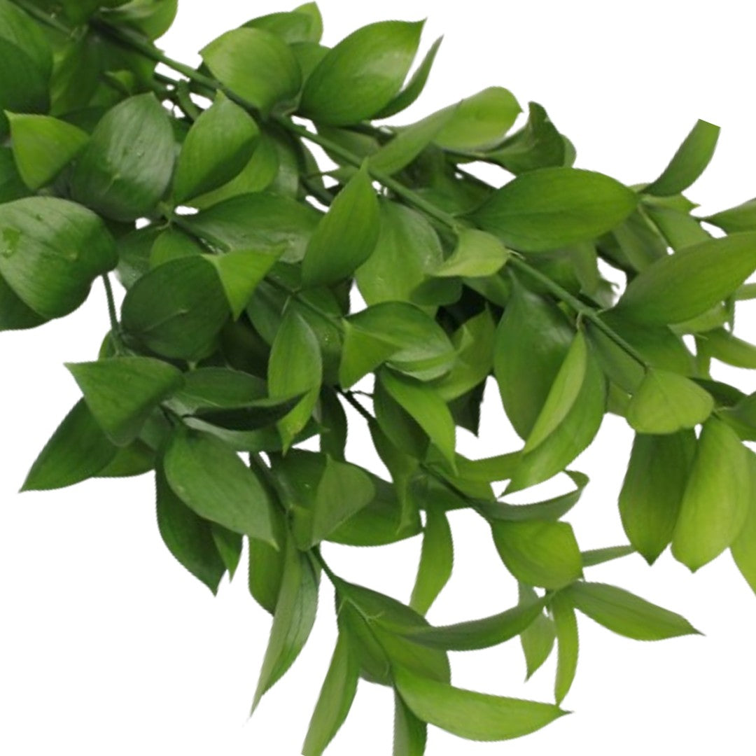 Israeli Ruscus - 30 Pack