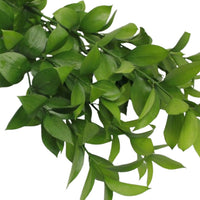 Israeli Ruscus - 30 Pack