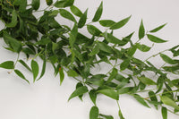 Ruscus Italian 150gr