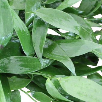 compare product Ruscus Italian 150gr