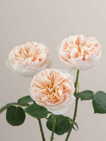 compare product Roses Peach Juliet 40cm