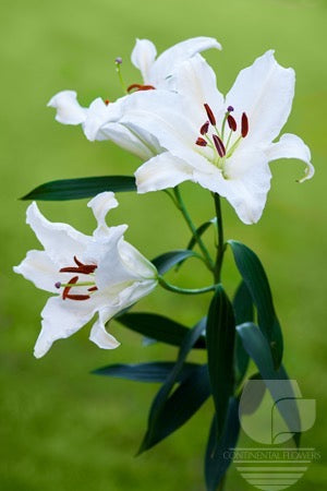 Lily Oriental White Crystal White 35B
