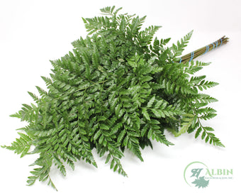 compare product Leatherleaf - 20 Pack