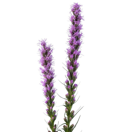 Liatris-oqtw9qxu6mh4zld7lk2qjybh0h0th0w9pi9rwqla8g.jpg